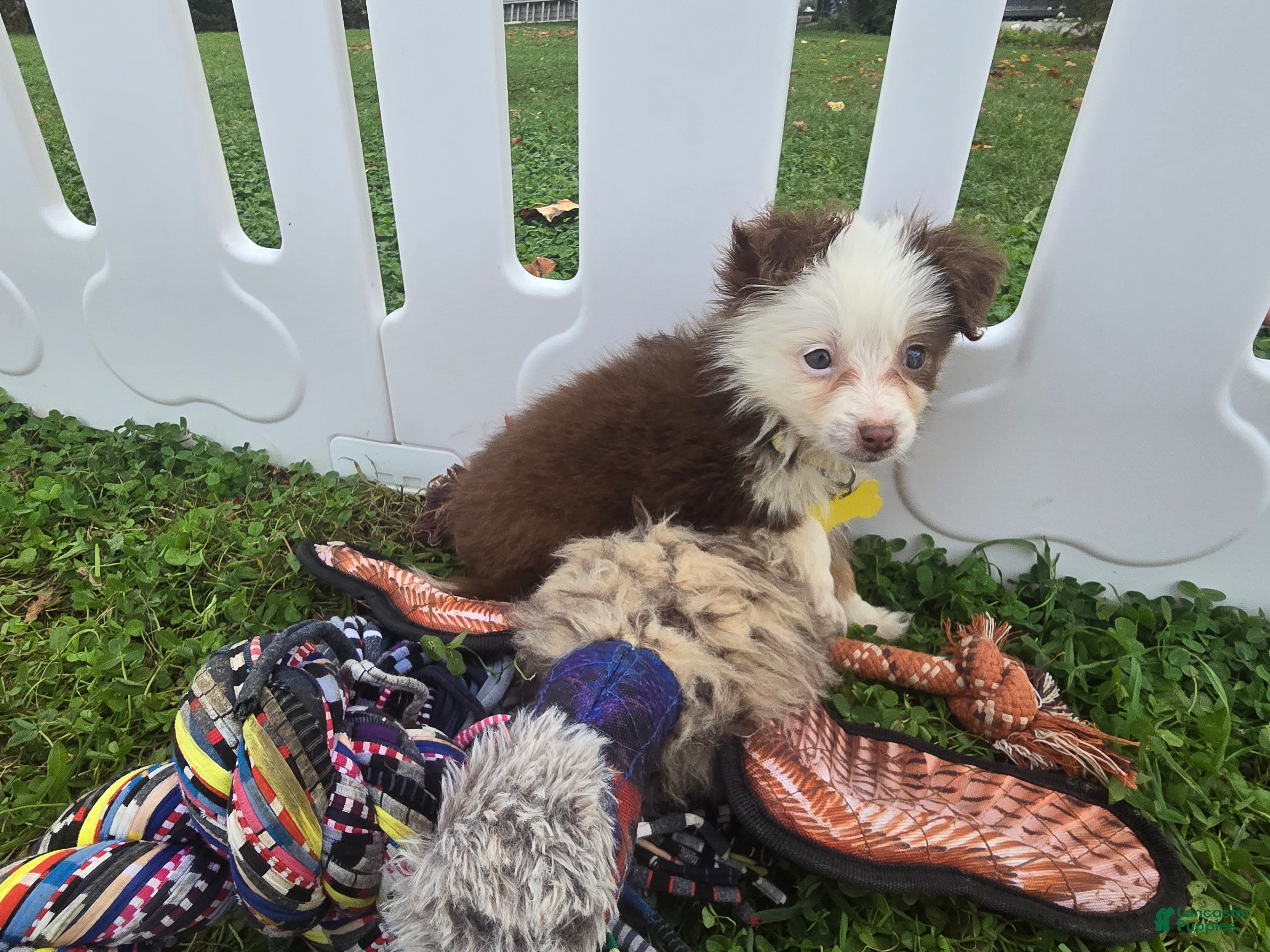 Toy Australian Shepherd dogs Girl 2 - Ad 2