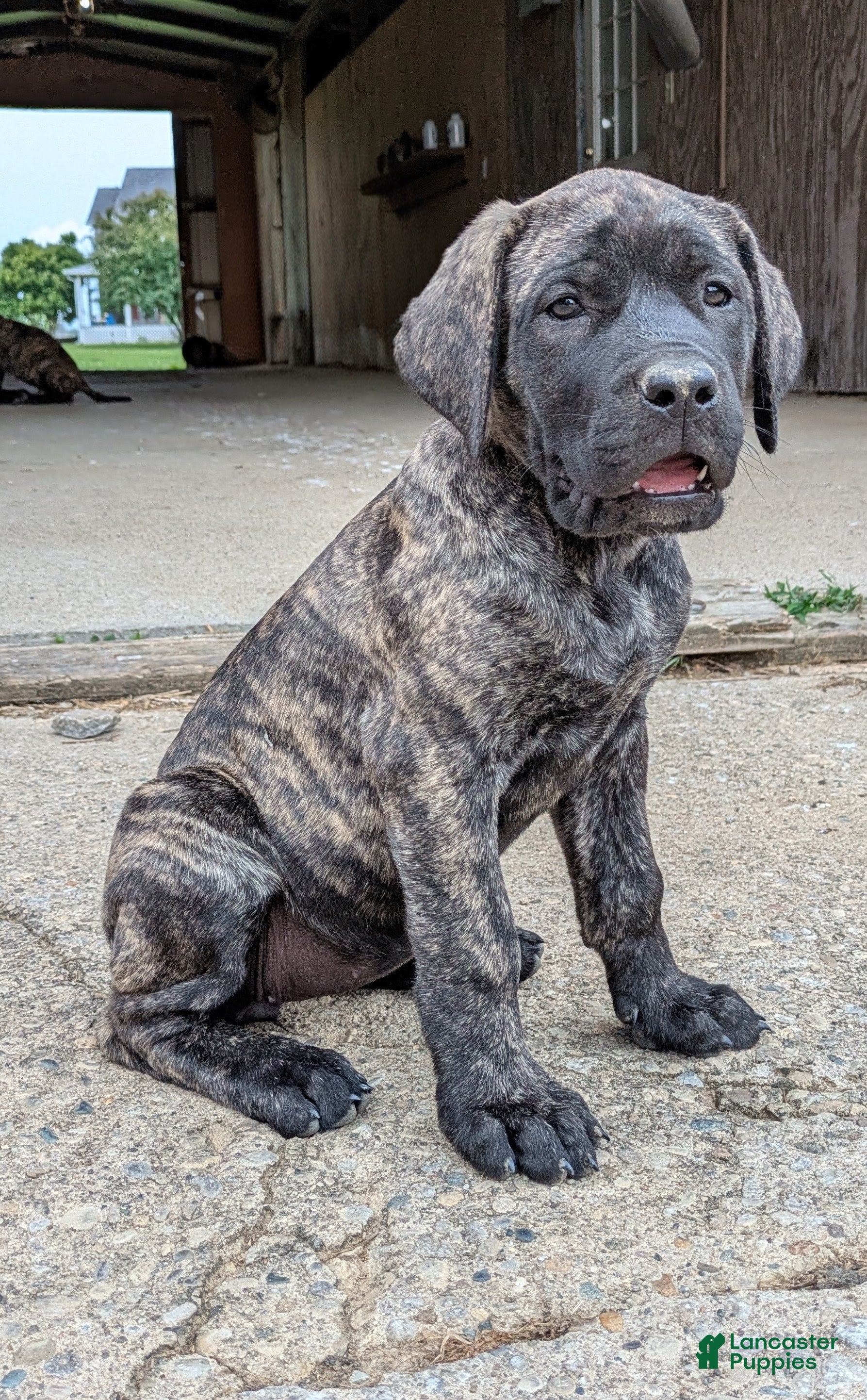 English Mastiff dogs Ashlee  - Ad 2