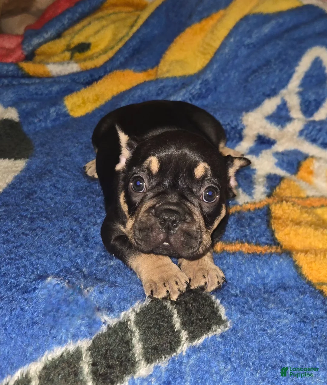 French Bulldog dogs for sale: French Bulldog Puppy 1 - Ad 1