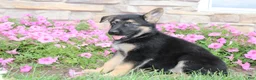 German Shepherd dogs for sale: Harper - Ad 4