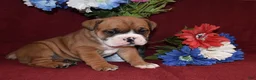Mixed Breed dogs for sale: Benny - Ad 4