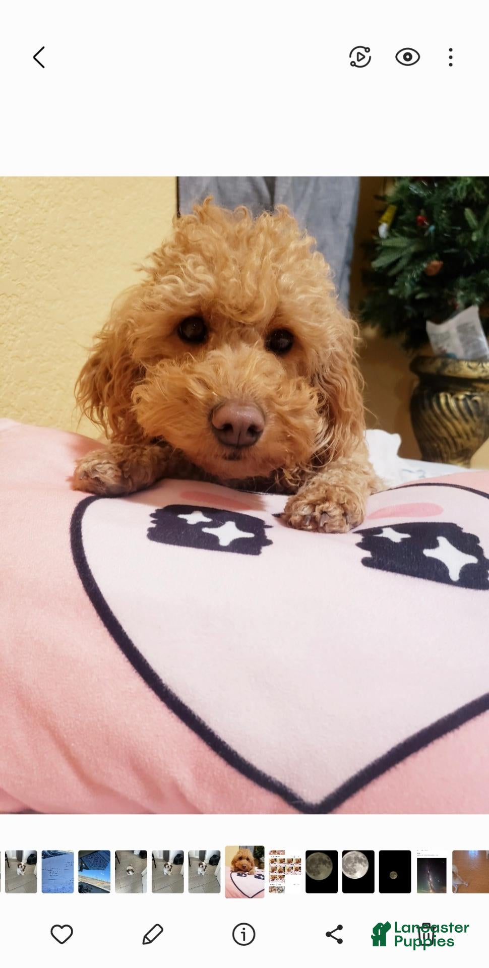 Mini Goldendoodle dogs Mini Goldendoodle 1 - Ad 2
