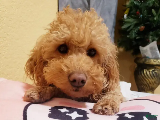Mini Goldendoodle dogs for sale: Mini Goldendoodle 1 - Ad 2