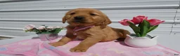 Golden Retriever dogs for sale: Golden Retriever Puppy 1 Ophiela - Ad 3