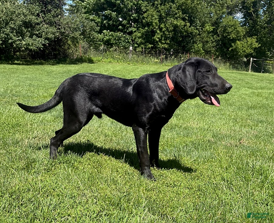 Labrador Retriever dogs Tar - Ad 2