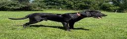 Labrador Retriever dogs for sale: Tar - Ad 2