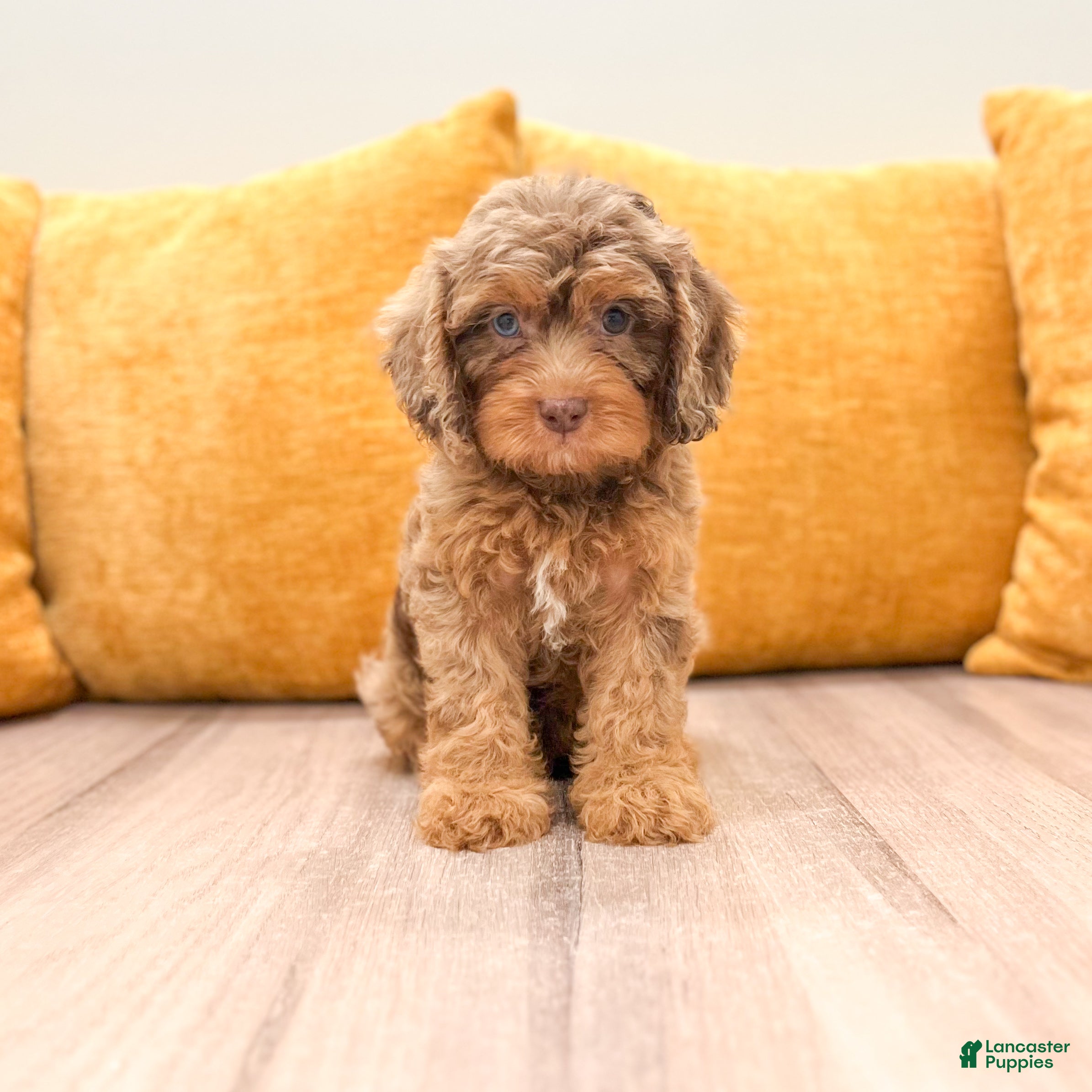 Cavapoo dogs Angel - Ad 2