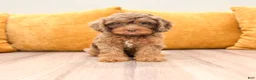 Cavapoo dogs for sale: Angel - Ad 2