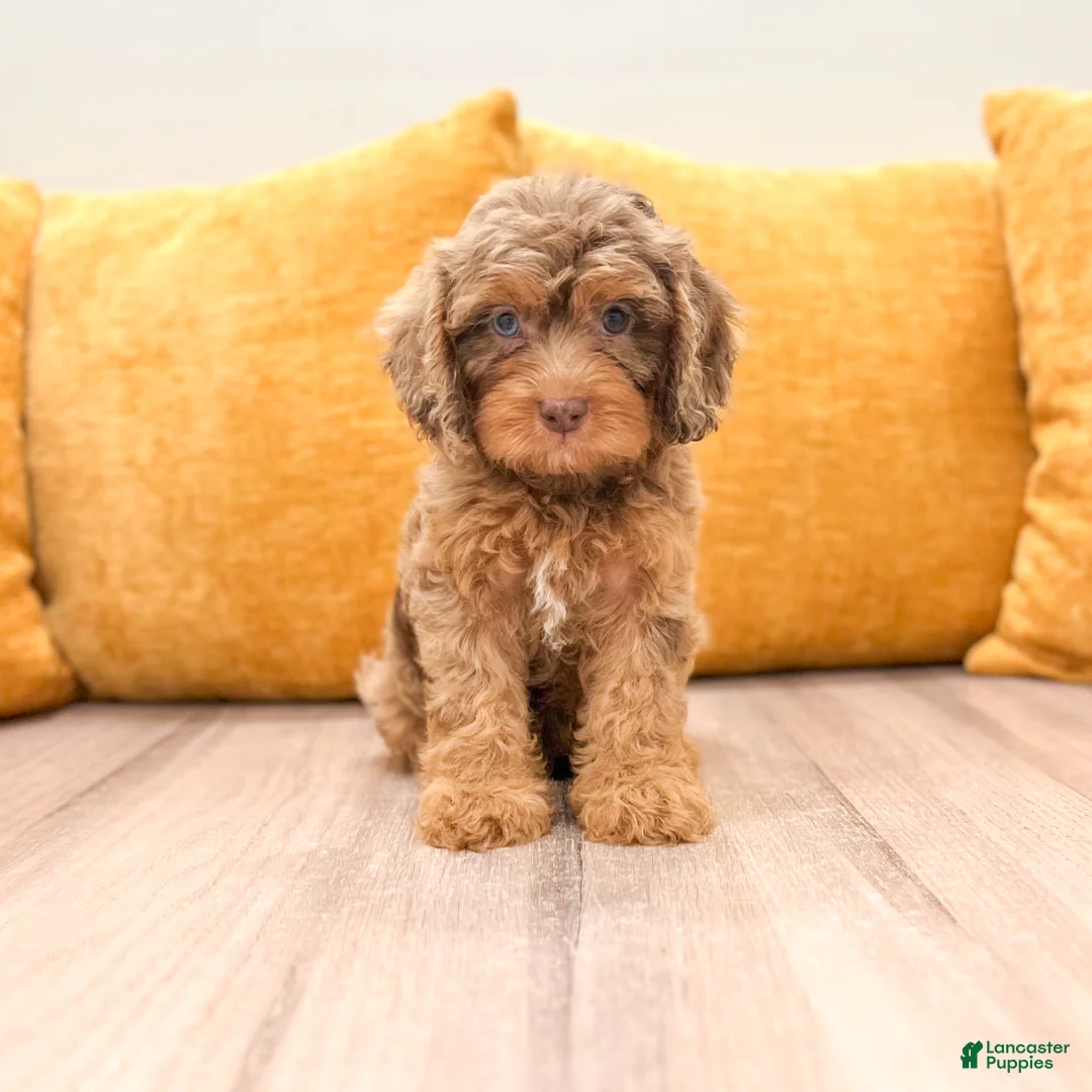 Cavapoo dogs for sale: Angel - Ad 2