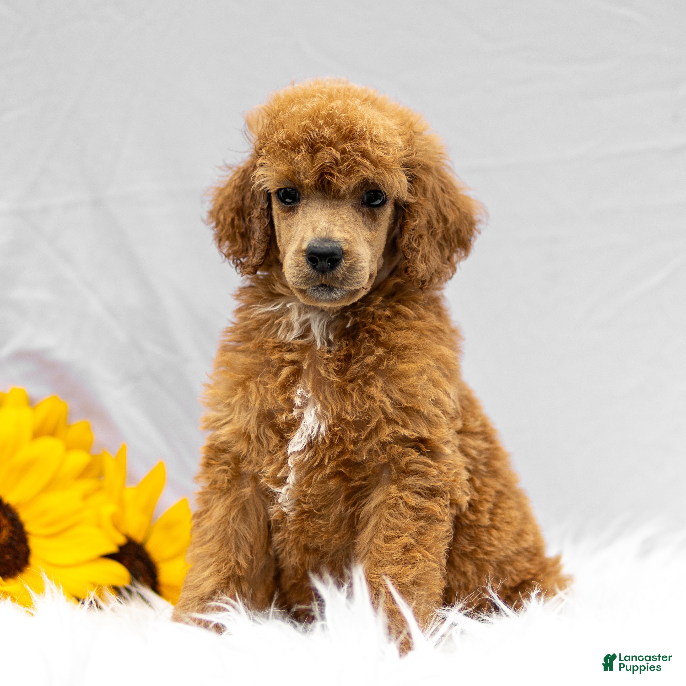 Standard Poodle dogs Mary - Ad 1