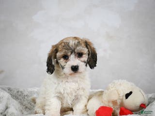 Bichpoo dogs Bella - Ad 8