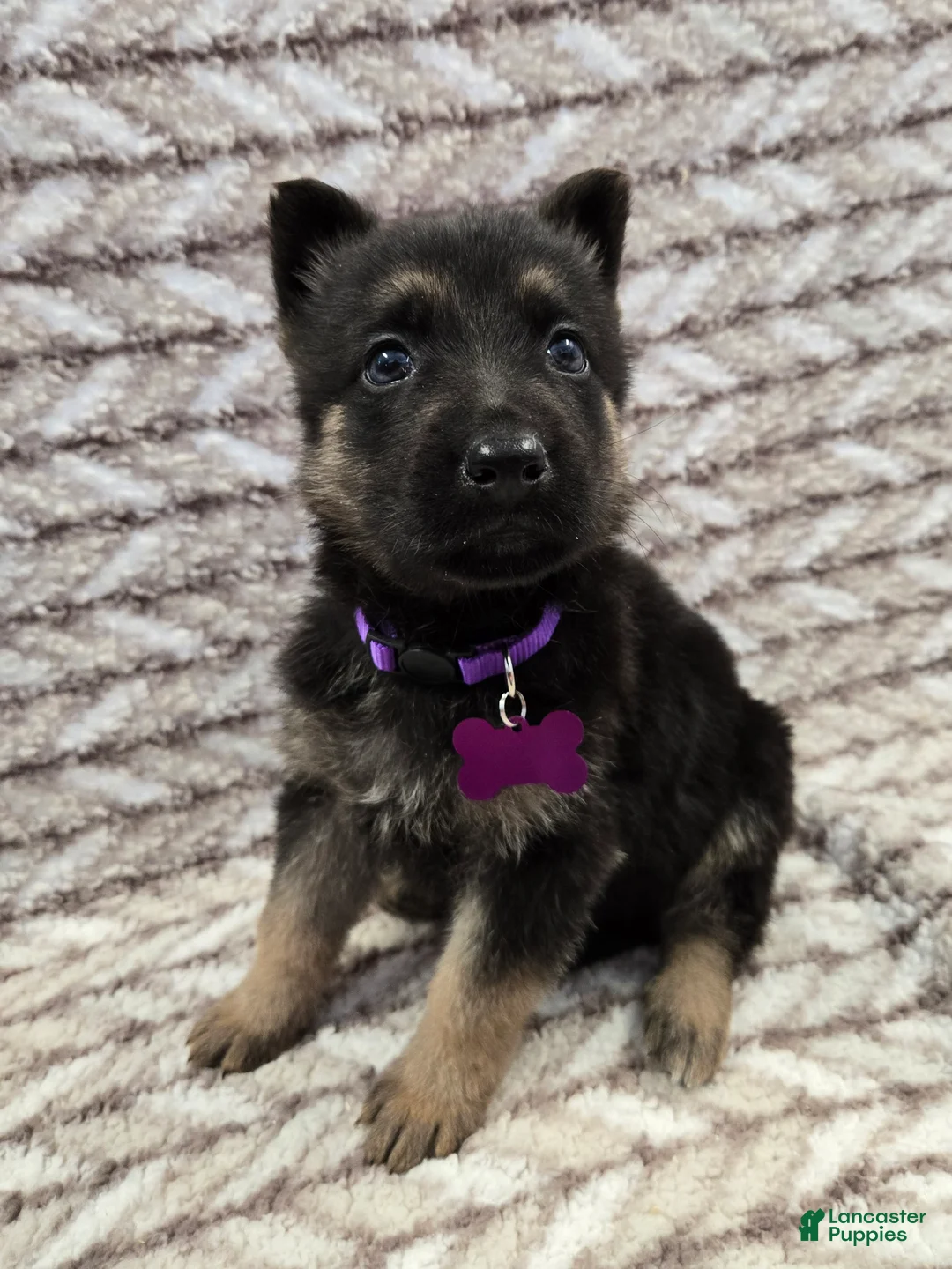 German Shepherd dogs for sale: Charli - Ad 1