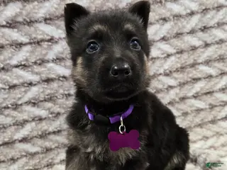 German Shepherd dogs Charli - Ad 24