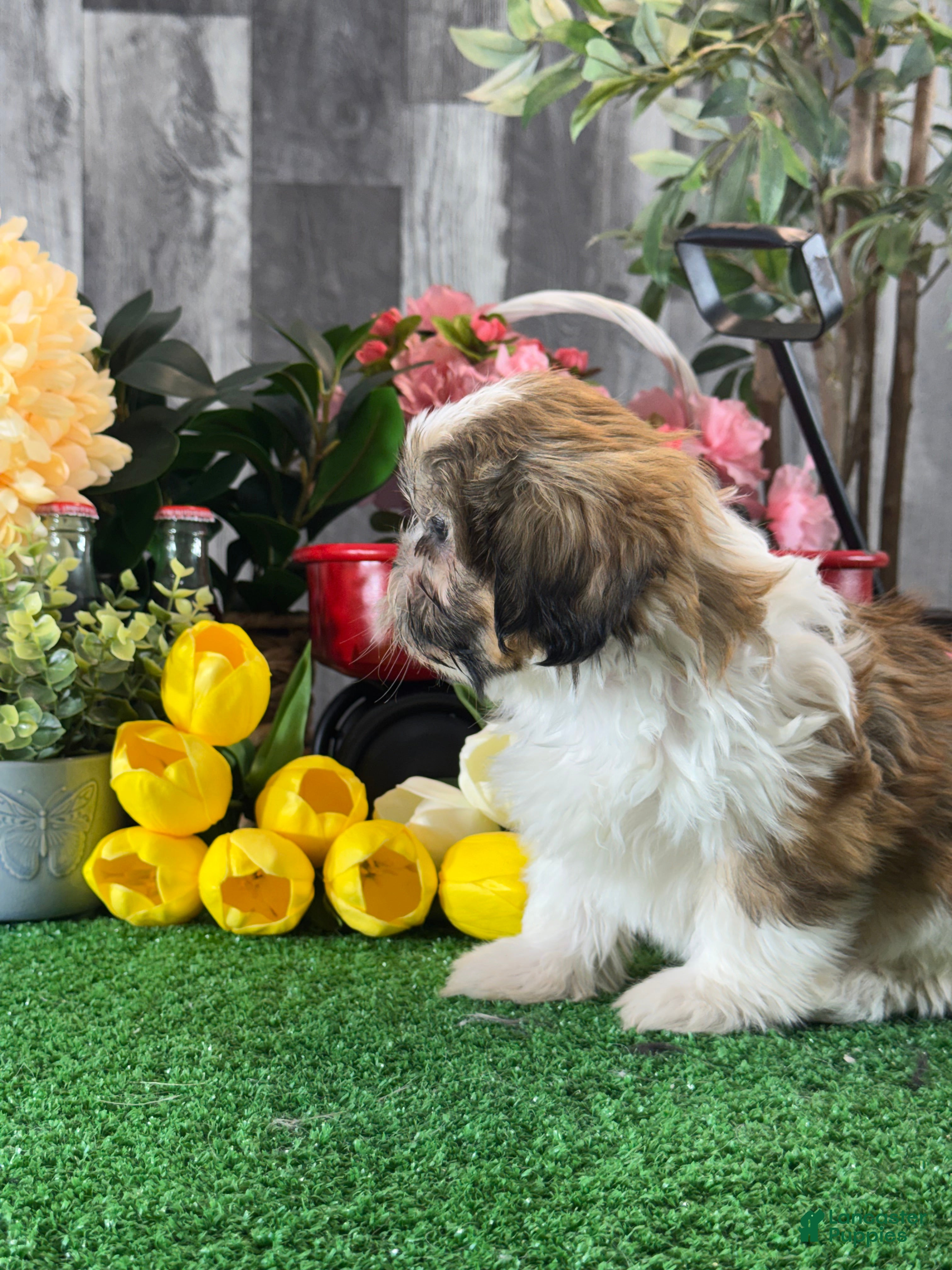 Shih Tzu dogs for sale: Sugar  - Ad 3