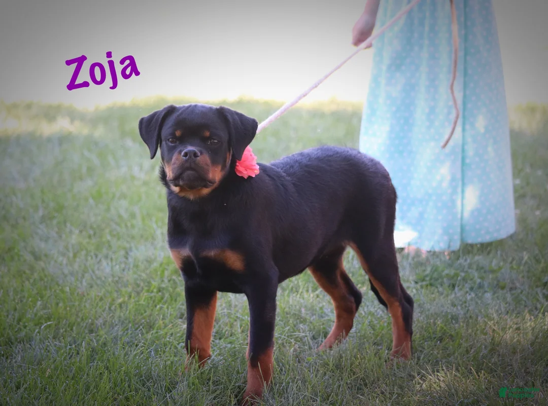 Rottweiler dogs for sale: Zoja - Ad 6