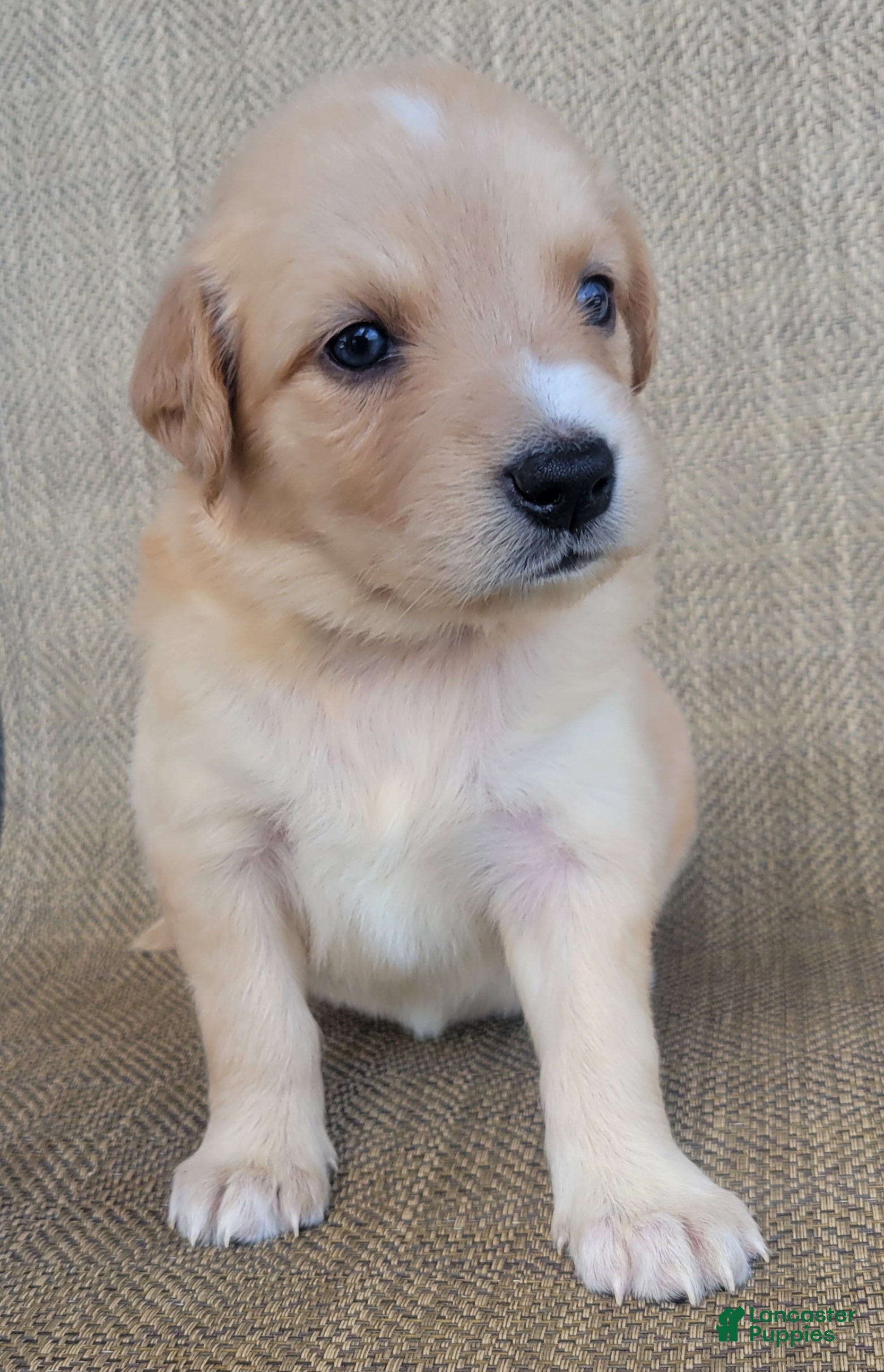 Australian Shepherd dogs Elsa - Ad 1