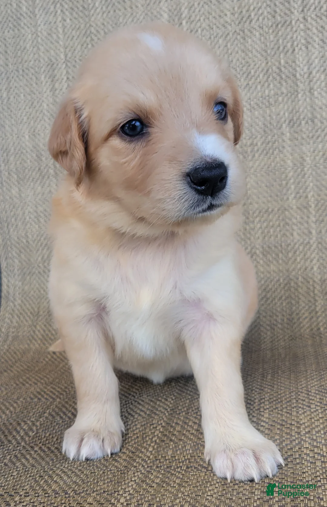 Australian Shepherd dogs for sale: Elsa - Ad 1
