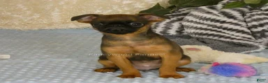 Otis