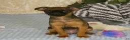 Brussels Griffon dogs for sale: Otis - Ad 1