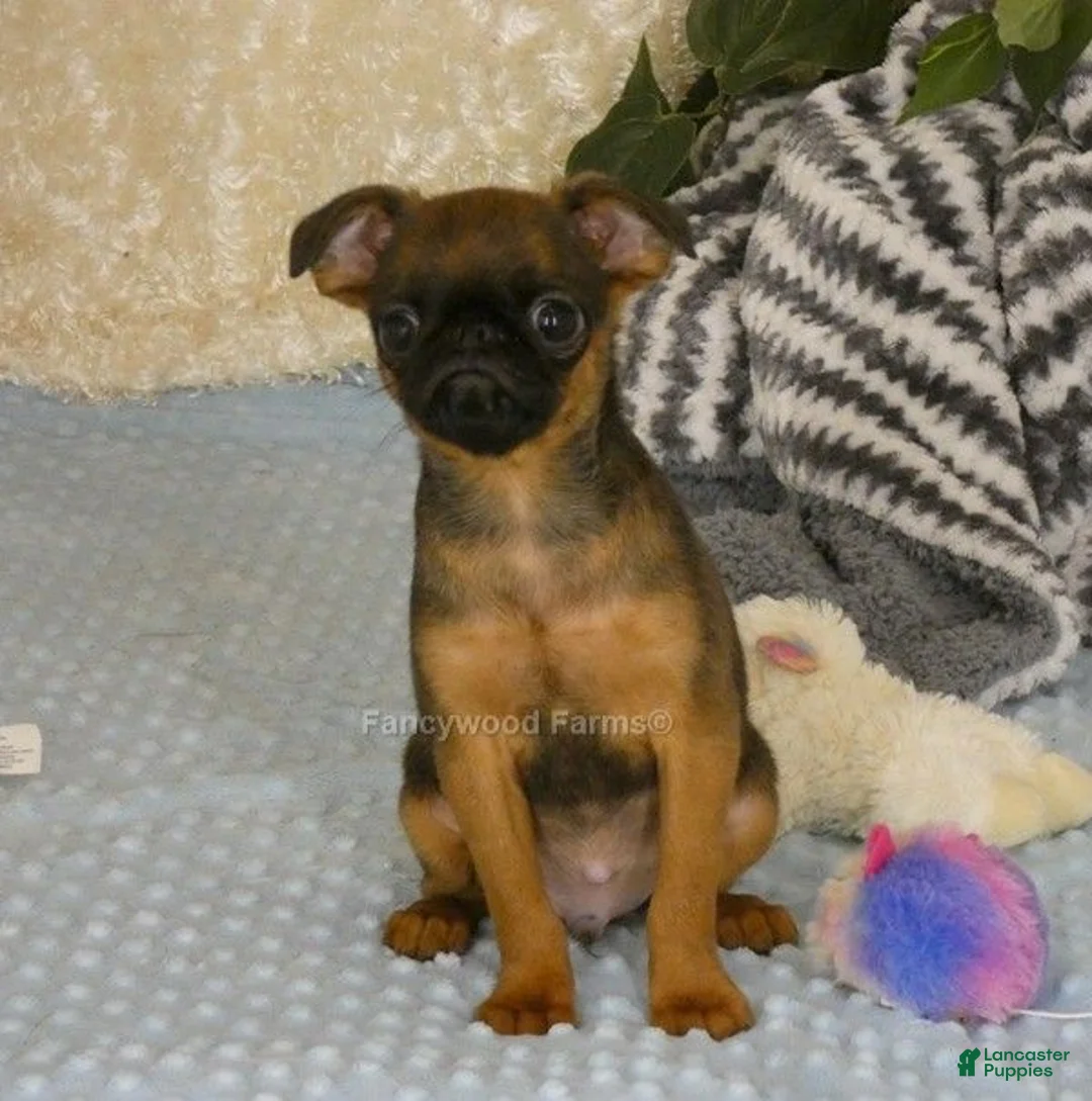 Brussels Griffon dogs for sale: Otis - Ad 1