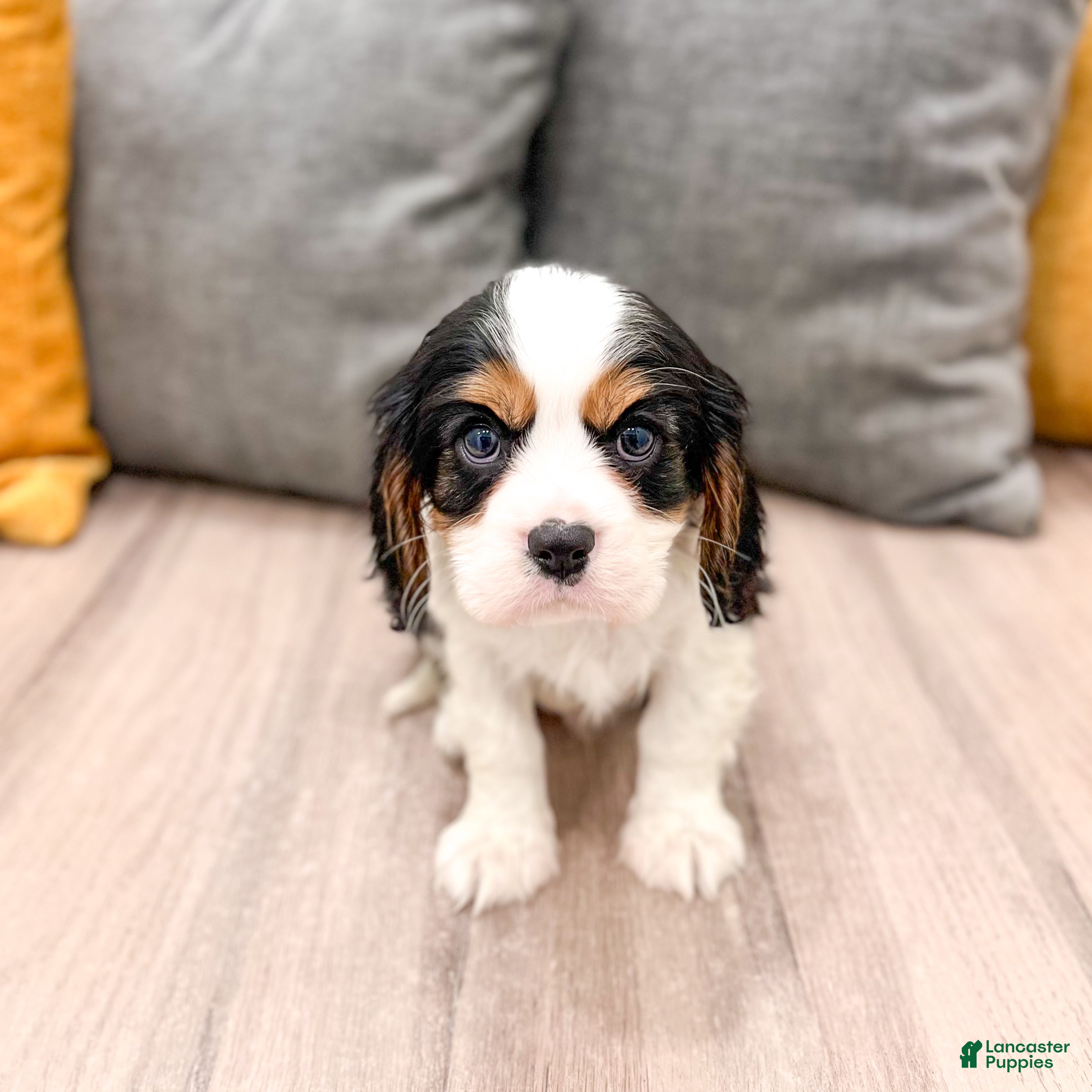 Cavalier King Charles Spaniel dogs Mickey - Ad 1