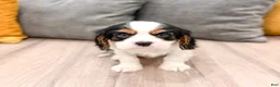 Cavalier King Charles Spaniel dogs for sale: Mickey - Ad 1