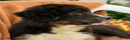 Australian Shepherd dogs for sale: Mia  - Ad 6