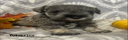 Miniature Schnauzer dogs for sale: Miniature Schnauzer 1 - Ad 3