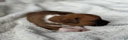 Boxer dogs for sale: Peanut - Ad 7