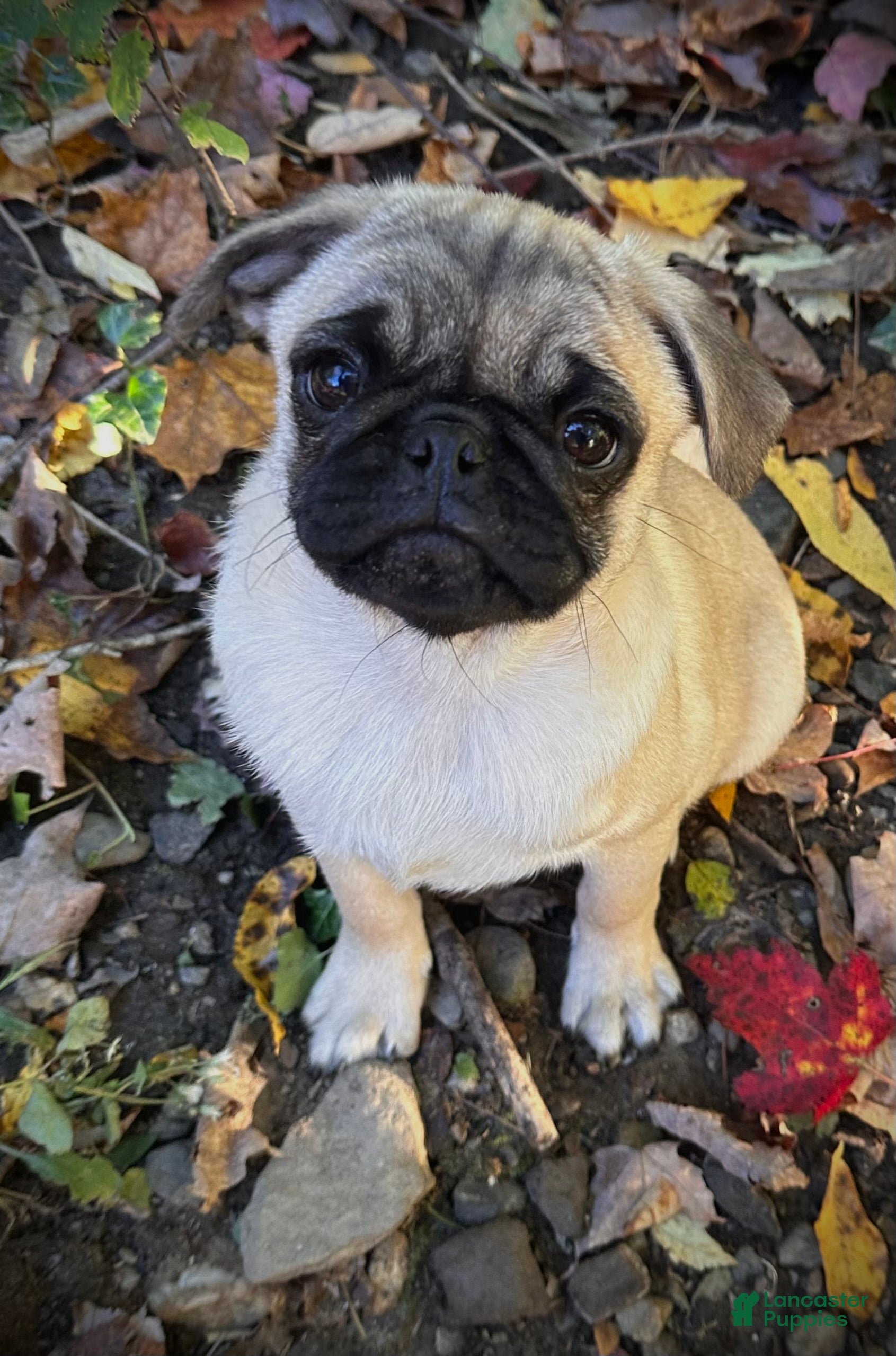 Pug dogs for sale: Charlie  - Ad 11