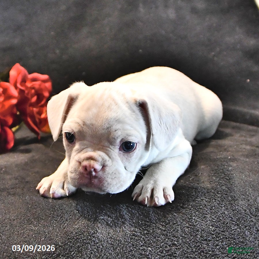 Frenchton dogs Silky - Ad 2