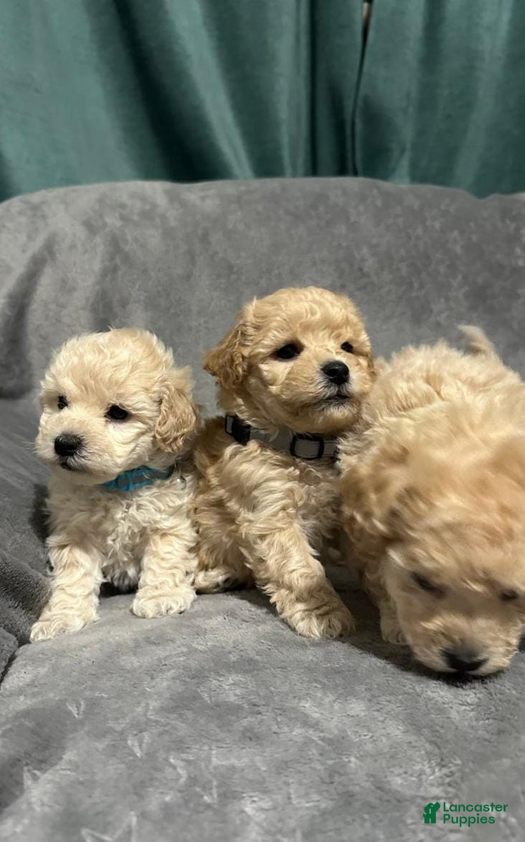 Maltipoo dogs for sale: Sam - Ad 11