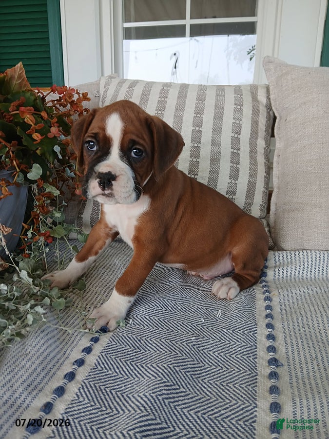 Boxer dogs Jumbo - Ad 1