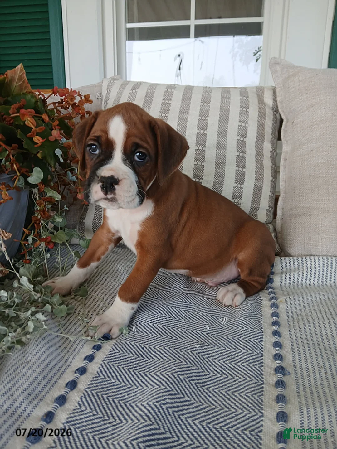 Boxer dogs for sale: Jumbo - Ad 1