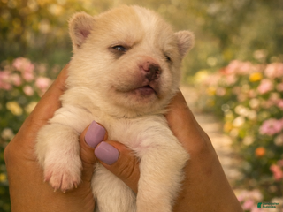 Mixed Breed dogs Aurora - Ad 6