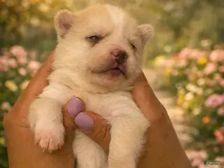 Mixed Breed dogs Aurora - Ad 15