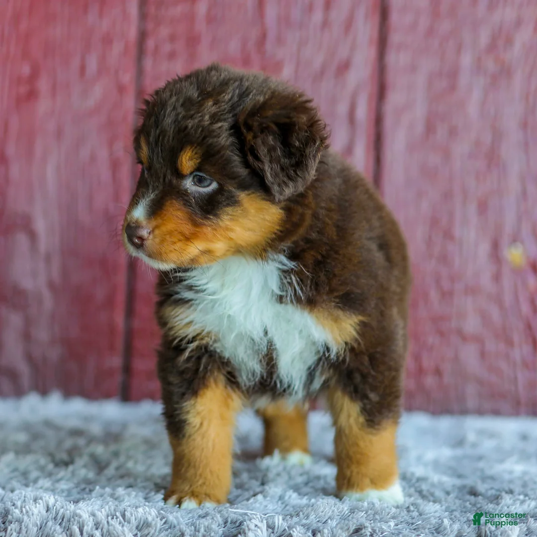 Australian Shepherd dogs for sale: Trent - Ad 2