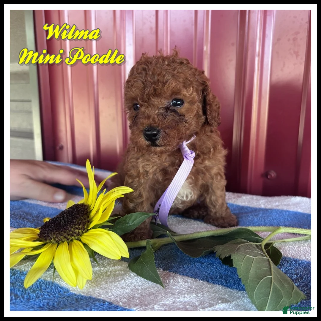 Miniature Poodle dogs for sale: Wilma - Ad 1
