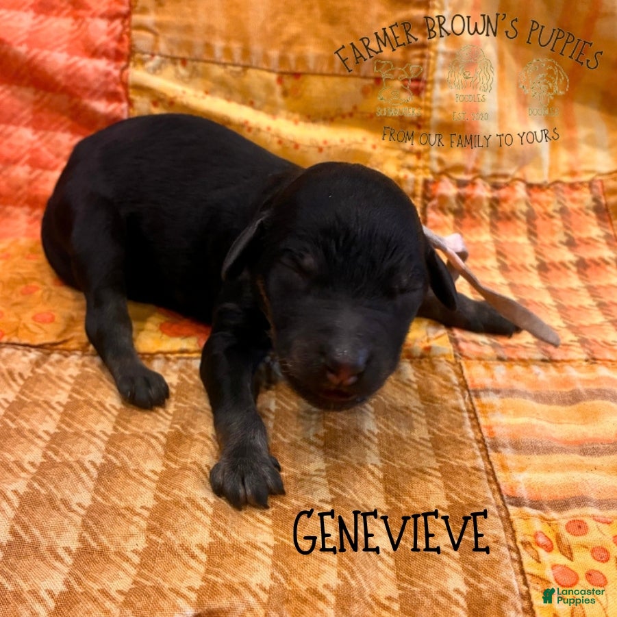 Mixed Breed dogs Genevieve - Ad 37