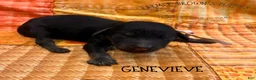 Mixed Breed dogs for sale: Genevieve - Ad 1