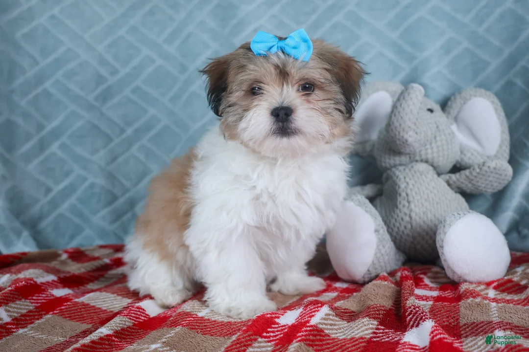 Teddy Bear dogs for sale: GIGI - Ad 13