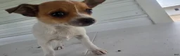Chihuahua dogs for sale: Maya - Ad 1
