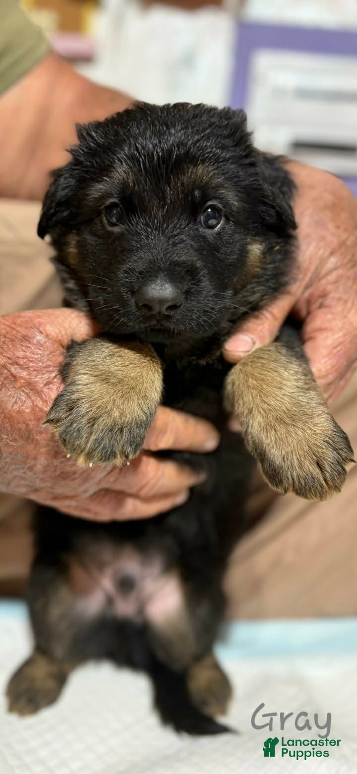German Shepherd dogs Gray Collar Male - Ad 37