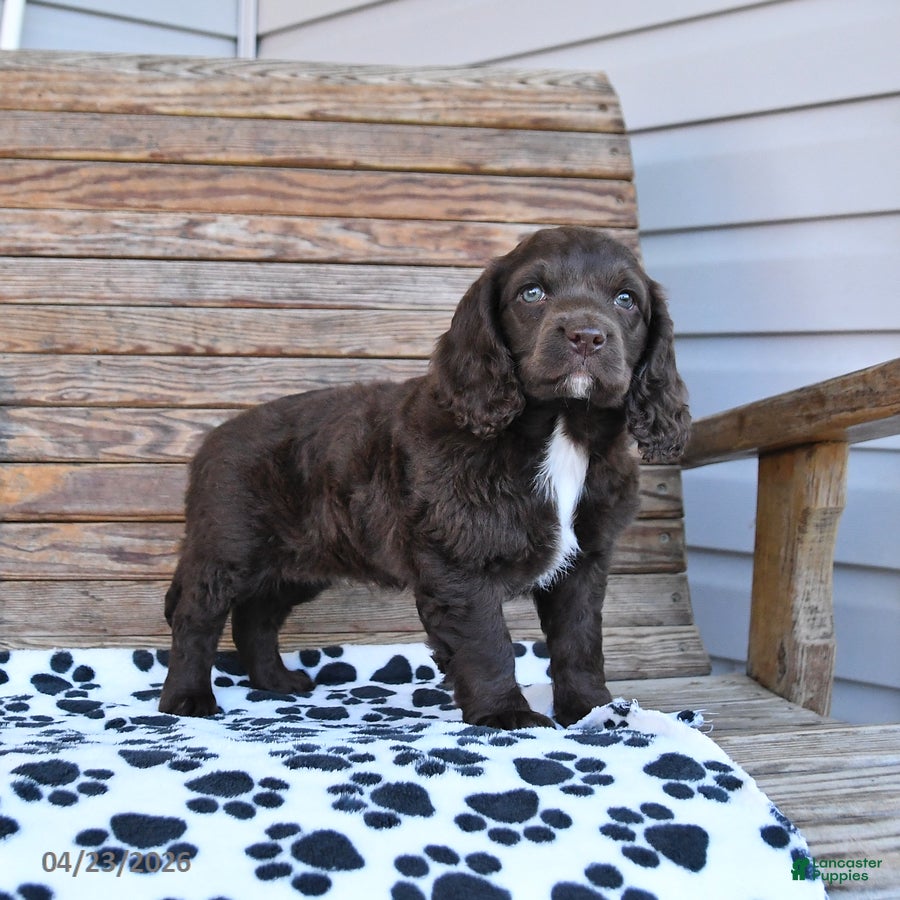 Mixed Breed dogs Percy - Ad 2