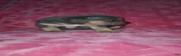American Bully dogs for sale: American Bully Puppy 3 - Ad 4