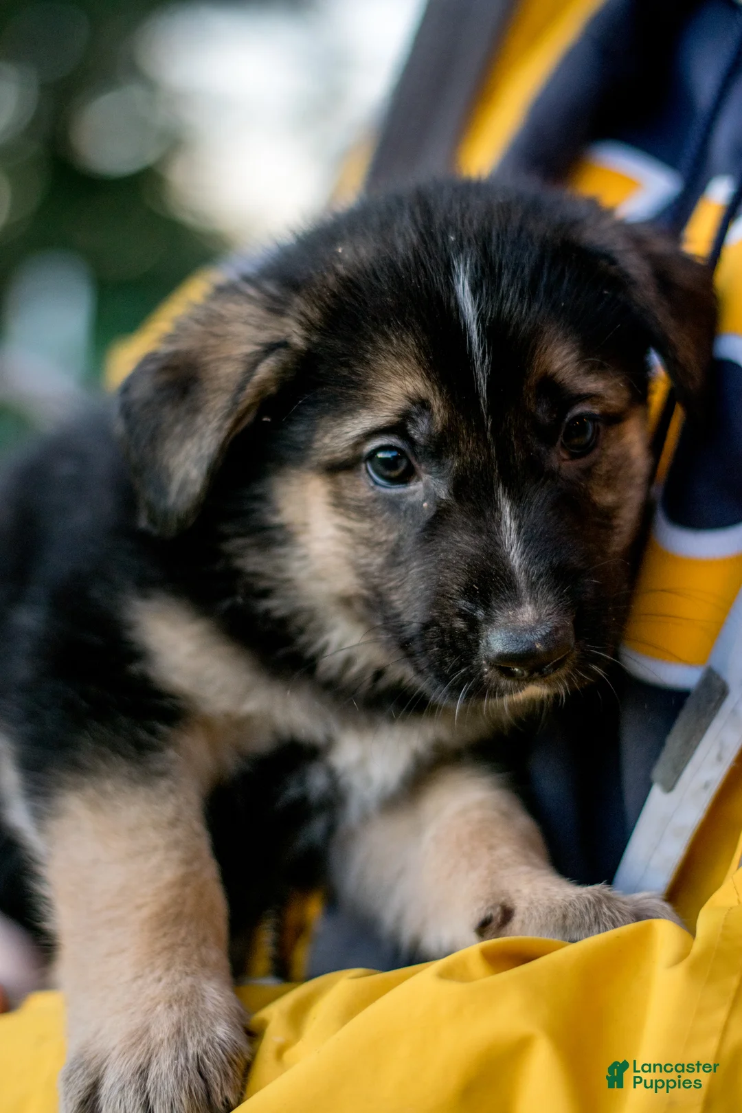 Mixed Breed dogs for sale: Mixed Breed Puppy 1 - Ad 5