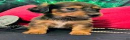 Miniature Dachshund dogs for sale: Miniature Dachshund 2 - Ad 3