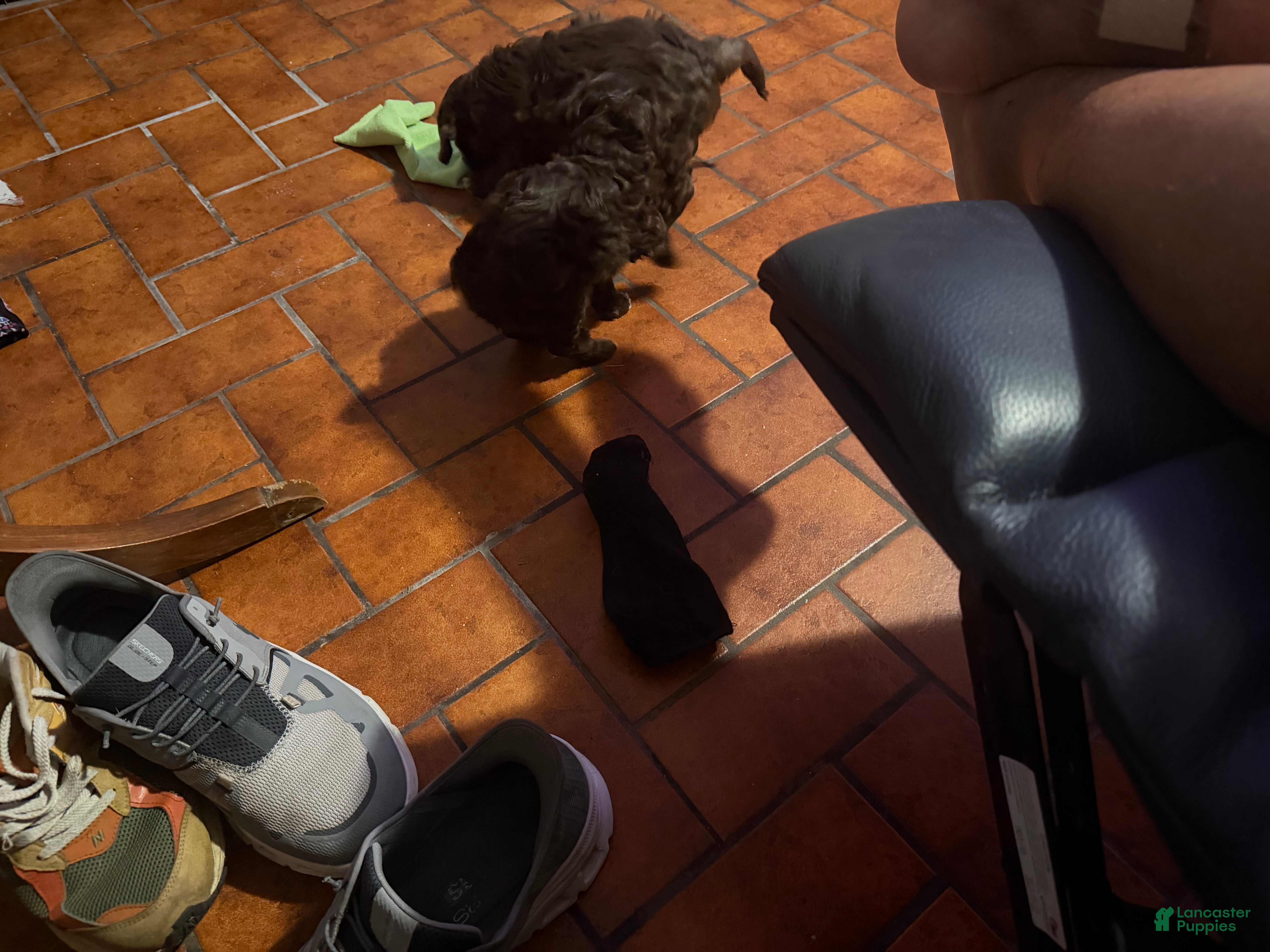 Mini Aussiedoodle dogs Mini Aussiedoodle 3 - Ad 2