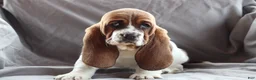 Basset Hound dogs for sale: Basset Hound Puppy 1 - Ad 1