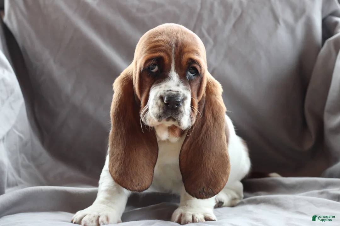 Basset Hound dogs for sale: Basset Hound Puppy 1 - Ad 1